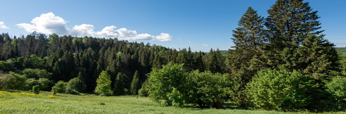 Куженерский район